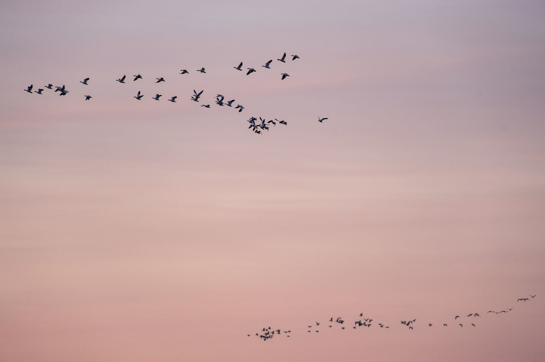 Freezout Lake Snow Goose Migration